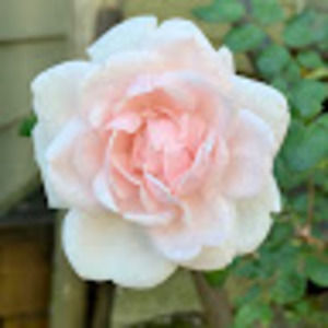 Meet your Posher, Janna